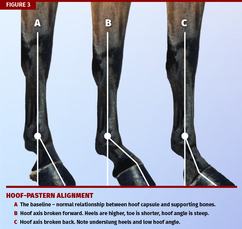 Farrier, Farriey, Ben Yager, American Farrier’s Association, equine trimming techniques, hoof-pastern alignment, farrier apprenticeship Farrier, Farriey, Ben Yager, American Farrier’s Association, equine trimming techniques, hoof-pastern alignment, farrier apprenticeship