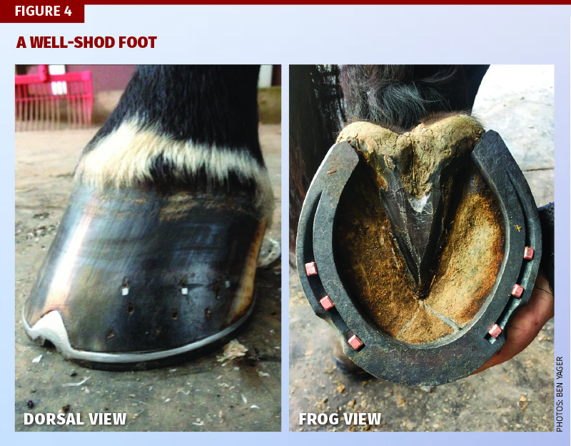 Farrier, Farriey, Ben Yager, American Farrier’s Association, equine trimming techniques, hoof-pastern alignment, farrier apprenticeship Farrier, Farriey, Ben Yager, American Farrier’s Association, equine trimming techniques, hoof-pastern alignment, farrier apprenticeship