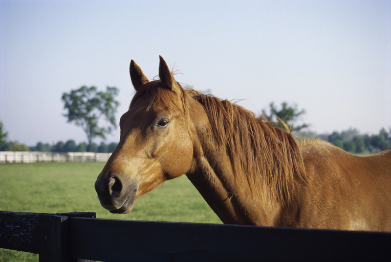 Phedras de Blondel, how to secure horse farm, horse theft, horse slaughter, horse thief, Grand Prix rider Deborah Stephens, 12-year-old CSI**** level show jumper Phedras de Blondel, Harold Metcalfe, Debi Metcalfe, protect your horse, horse meat