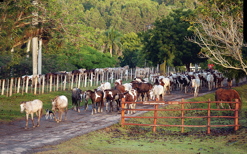 riding horses in cuba, cuba riding holiday, shawn hamilton cuba, unicorn trails horse riding, valle vinales horse riding