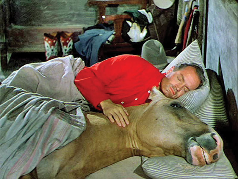 horses used in hollywood movies, the black stallion, seabisquit, national velvet, ben-hur, gladiator, john scott productions, legends of the fall, heartland, war horse, devil's horseman