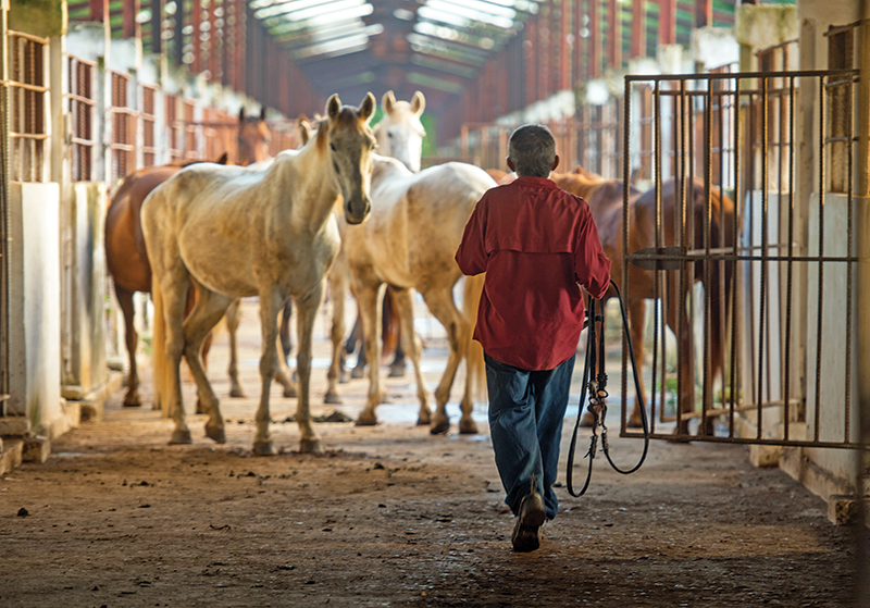 riding horses in cuba, cuba riding holiday, shawn hamilton cuba, unicorn trails horse riding, valle vinales horse riding