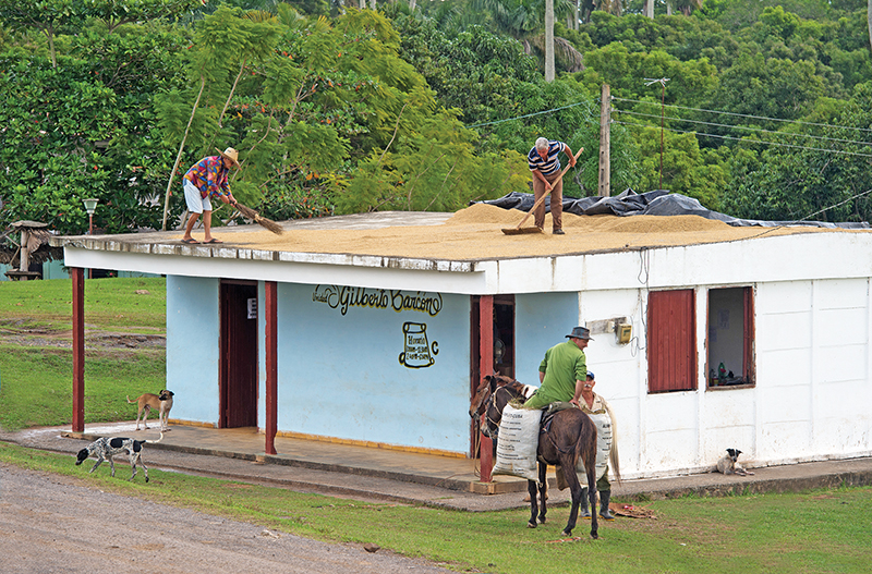 riding horses in cuba, cuba riding holiday, shawn hamilton cuba, unicorn trails horse riding, valle vinales horse riding