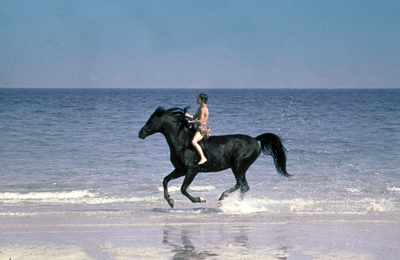 horses used in hollywood movies, the black stallion, seabisquit, national velvet, ben-hur, gladiator, john scott productions, legends of the fall, heartland, war horse, devil's horseman