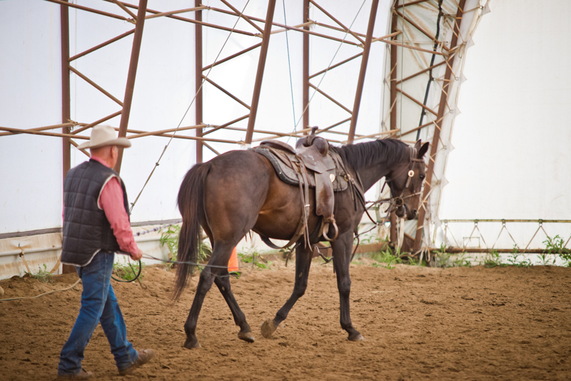 Retraining Thoroughbreds, new careers Thoroughbreds, Barbara Sheridan Equine Guelph, Garry Westergaard, Priscilla Clark Tranquility Farm, thoroughbred career change, Jocelyn Inglehart, Wendy Muir, Jane Avril Retraining Thoroughbreds, new careers Thoroughbreds, Barbara Sheridan Equine Guelph, Garry Westergaard, Priscilla Clark Tranquility Farm, thoroughbred career change, Jocelyn Inglehart, Wendy Muir, Jane Avril
