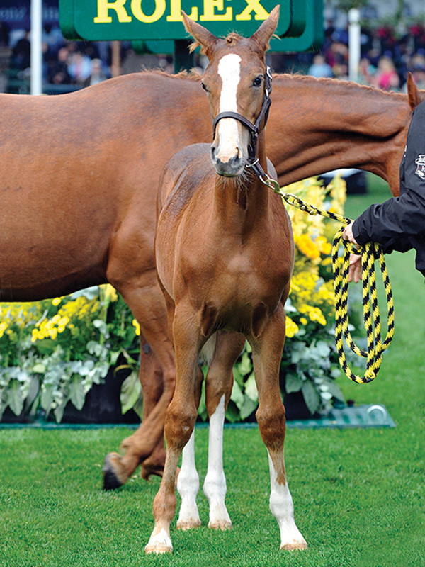 Ron and Margaret Southern, Ron Southern of Spruce Meadows, Margaret Southern of Spruce Meadows, show jumping in Canada, history of Spruce Meadows, legacy of Spruce Meadows, history of equi-fair, show jumping Spruce Meadows 