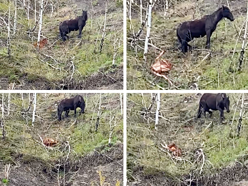 horse rescue, panther river horse rescue, stories about horses