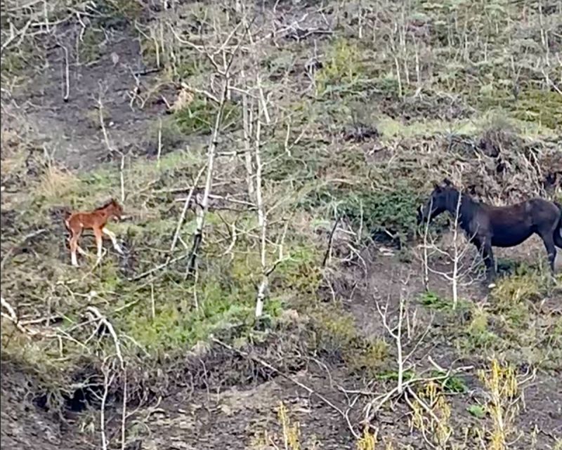 horse rescue, panther river horse rescue, stories about horses