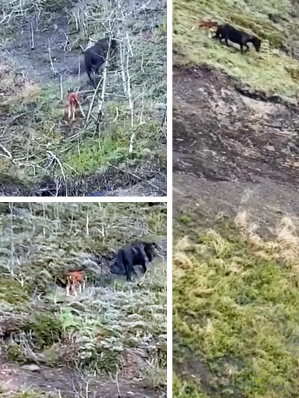 horse rescue, panther river horse rescue, stories about horses