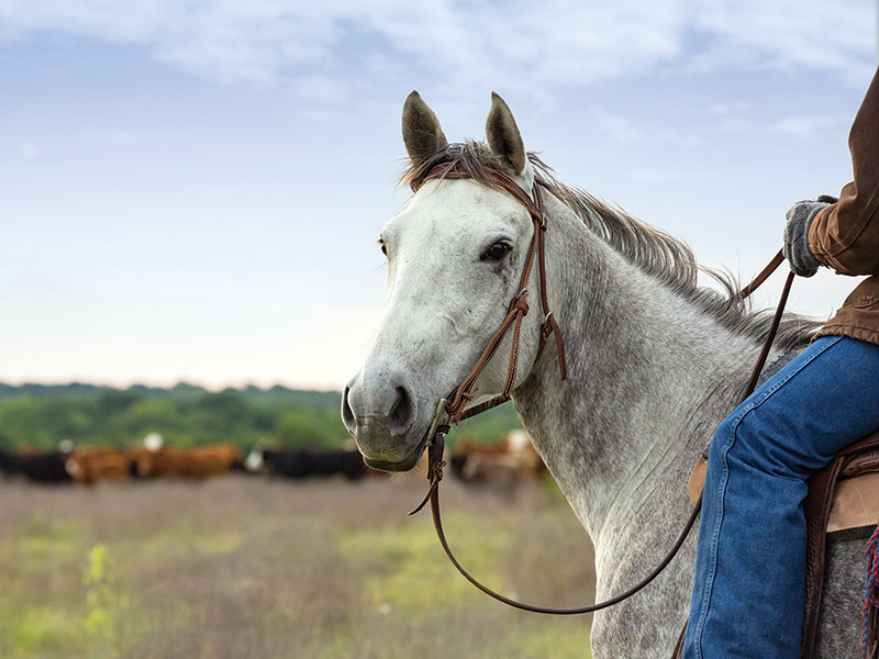 cowboys in canada, gang ranch cowboys, herding cattle careers canada, riding horses career canada, cowboy careers canada, feedlot careers canada, douglas lake ranch, mantracker, bar u ranch