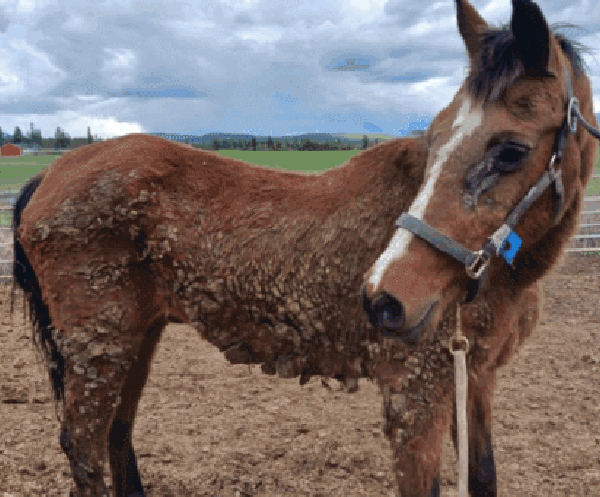bcspca sandra nickolls, horses seized by bcspca vernon, vernon bc rescue horse