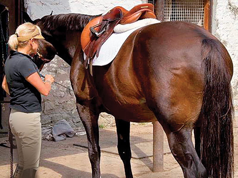 Horse showmanship skills, off-season horse training, best practices for working on horse showmanship skills, horse showmanship fundamentals, practical benefits of horse showmanship, horse showmanship training, how to read your horse's body language, Lindsay Grice