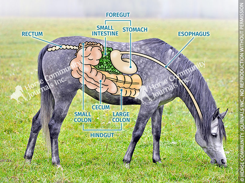diagram of a horse's digestive system, internal organs horse, breakdown of horse gi tract
