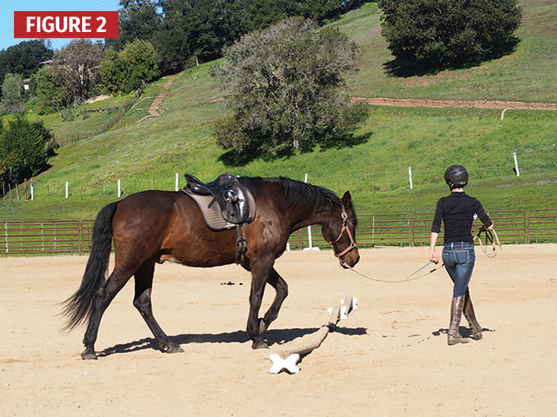 serpentines over poles, Jec A. Ballou, ground poles for horses, horse pole exercises, equine conditioning Canada, groundwork for horses, ridden pole work, horse training Canada, equine fitness, horse rehabilitation exercises, improving horse balance, horse proprioception, pole work benefits horses, Canadian horse industry