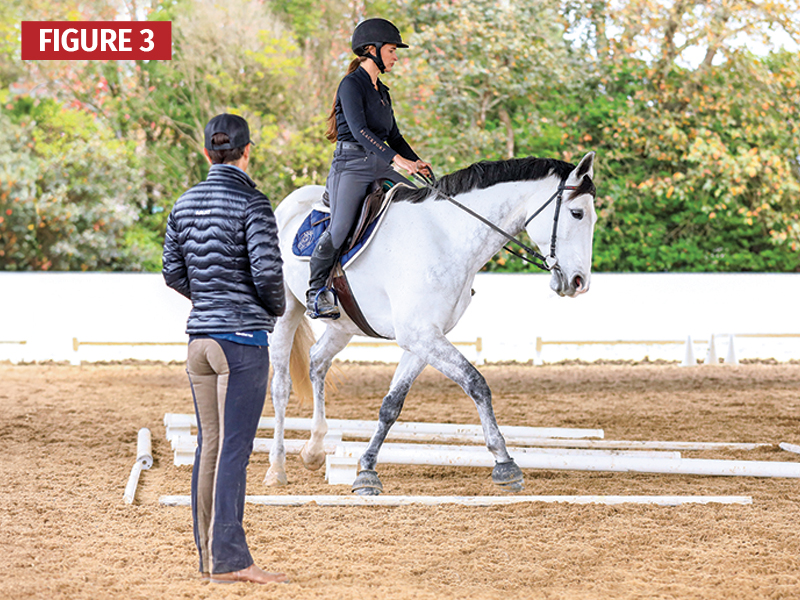 assymetric loading horses, trotting straight lines, Jec A. Ballou, ground poles for horses, horse pole exercises, equine conditioning Canada, groundwork for horses, ridden pole work, horse training Canada, equine fitness, horse rehabilitation exercises, improving horse balance, horse proprioception, pole work benefits horses, Canadian horse industry