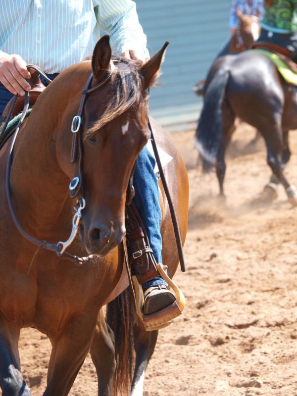 rhythm reining horse, cadence reining horse
