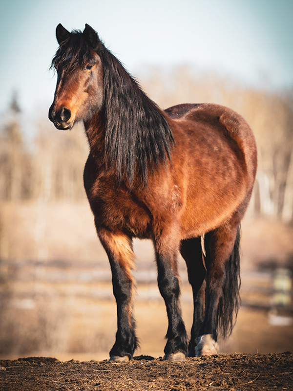 Bear Valley Rescue in Alberta Canada, horse rescue in Canada, Jacqueline Louie, helping horses in need, the gift of volunteering in horse rescue, the value of horse rescue, the importance of horse rescue volunteers, Kathy Bartley of bear valley horse rescue