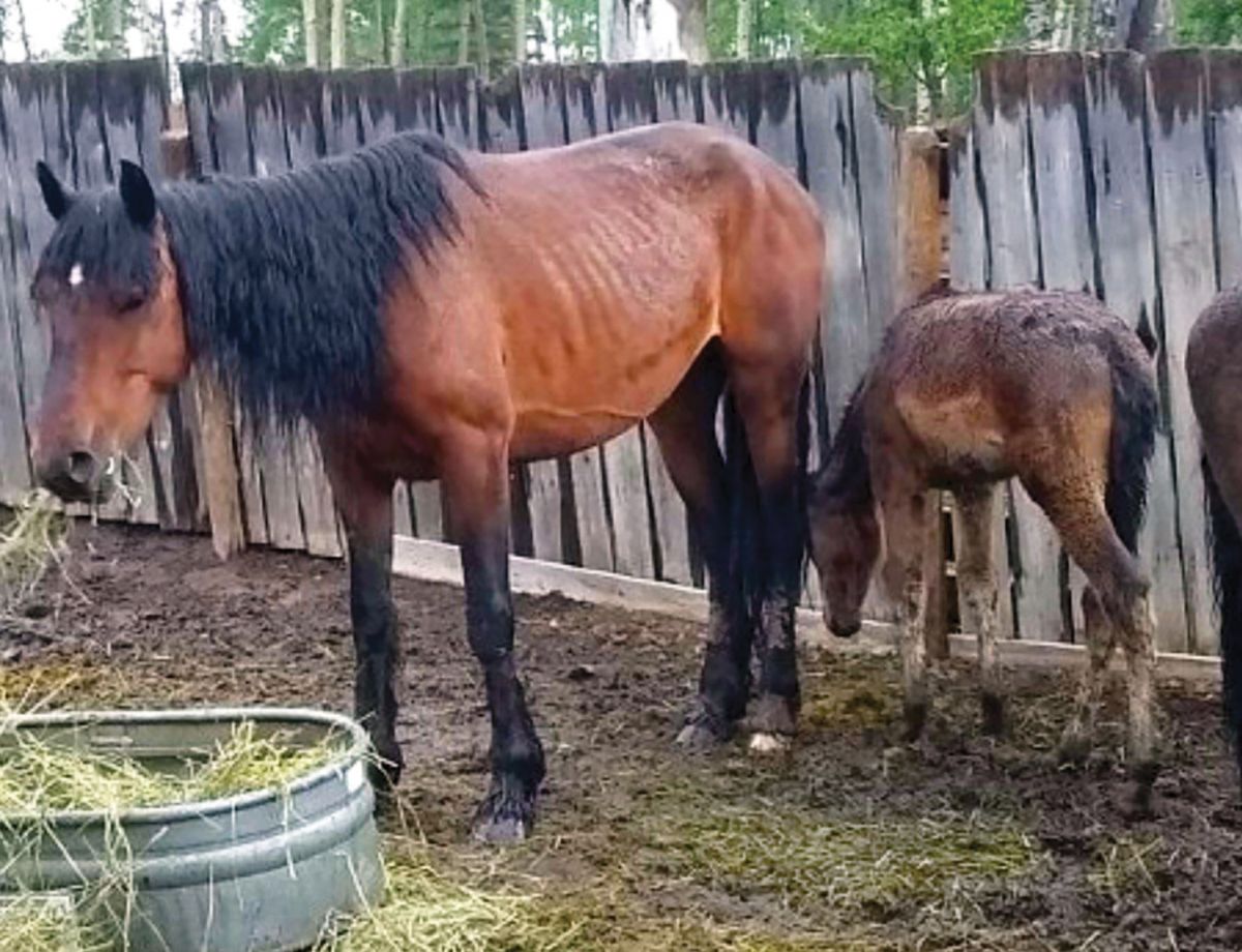 Bear Valley Rescue in Alberta Canada, horse rescue in Canada, Jacqueline Louie, helping horses in need, the gift of volunteering in horse rescue, the value of horse rescue, the importance of horse rescue volunteers, Kathy Bartley of bear valley horse rescue