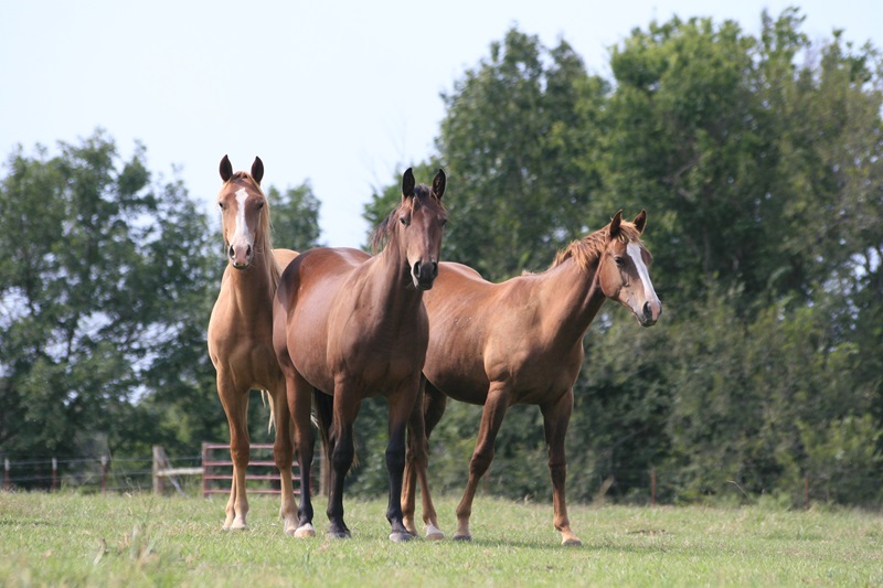 Bill desBarres, horses tackless in field