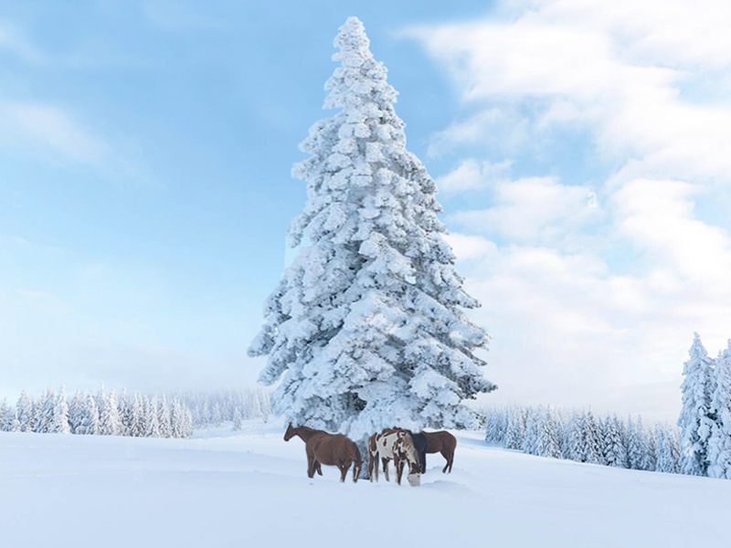 horse christmas stories, heartwarming christmas stories, value senior horse