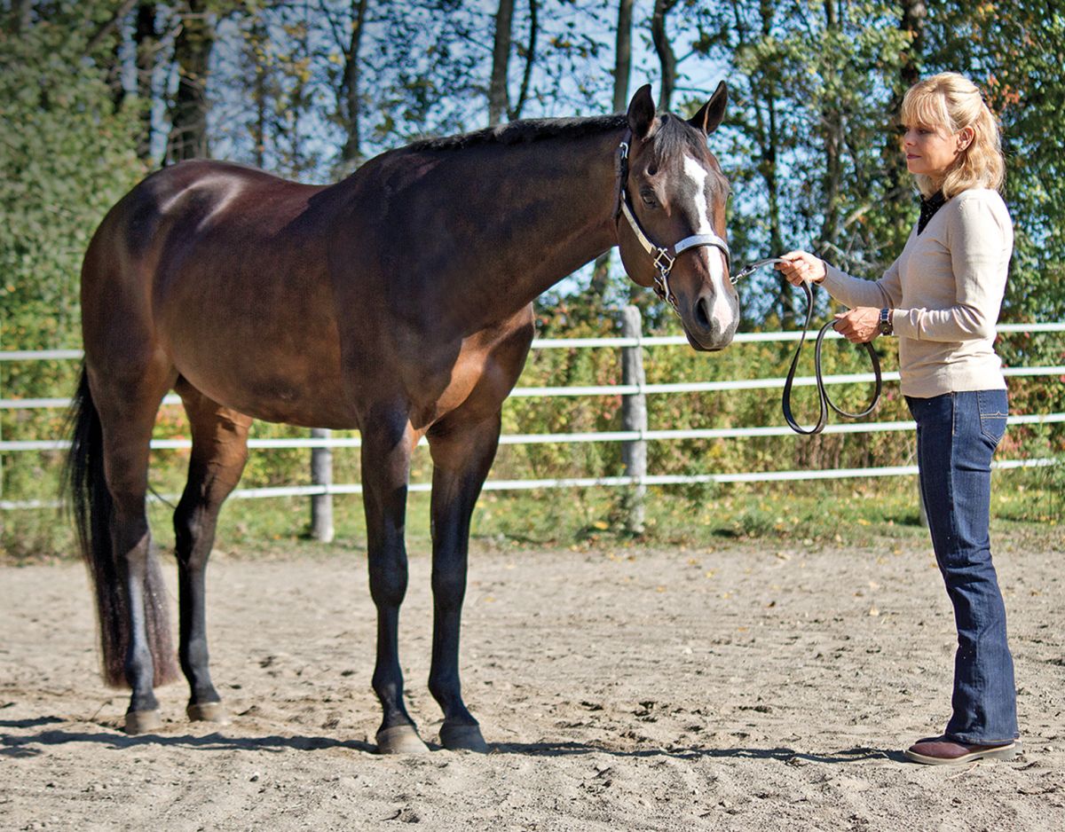 Horse showmanship skills, off-season horse training, best practices for working on horse showmanship skills, horse showmanship fundamentals, practical benefits of horse showmanship, horse showmanship training, how to read your horse's body language, Lindsay Grice