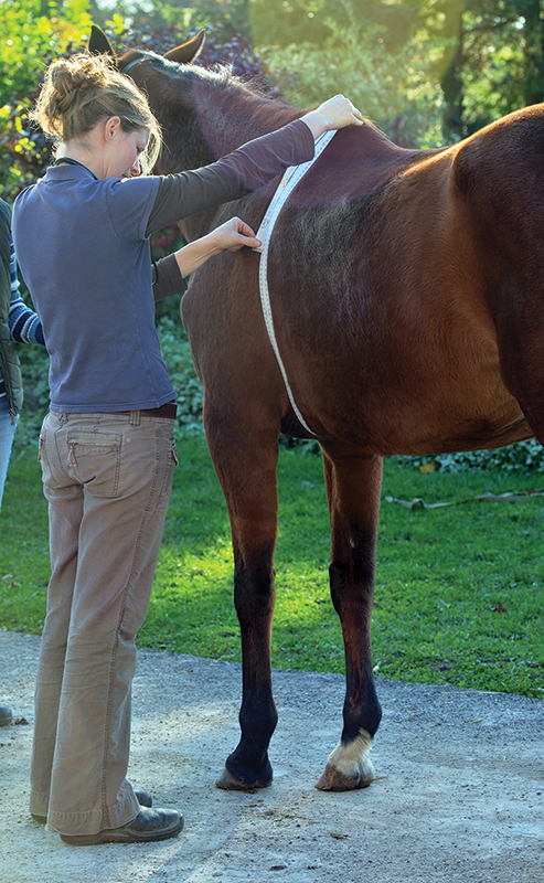 horse forage diet, equine forage-based diet, madeline boast, equine gastrointestinal GI anatomy, equine gi tract, gastric ulcer horses, how to take hay sample, analysing horse hay, nutrient requirements for horses, digestible energy horses, crude protein horses, sugar and horses