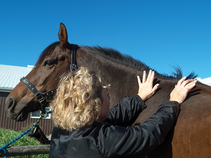 Alexa Linton, how to tell if your horse is ready to be ridden, signs your horse is ready to be ridden, how to prepare your horse to return to the riding ring, understanding equine preparatory groundwork, thoracic sling for horses, what age should I start my horse? understand the value of groundwork for your horse
