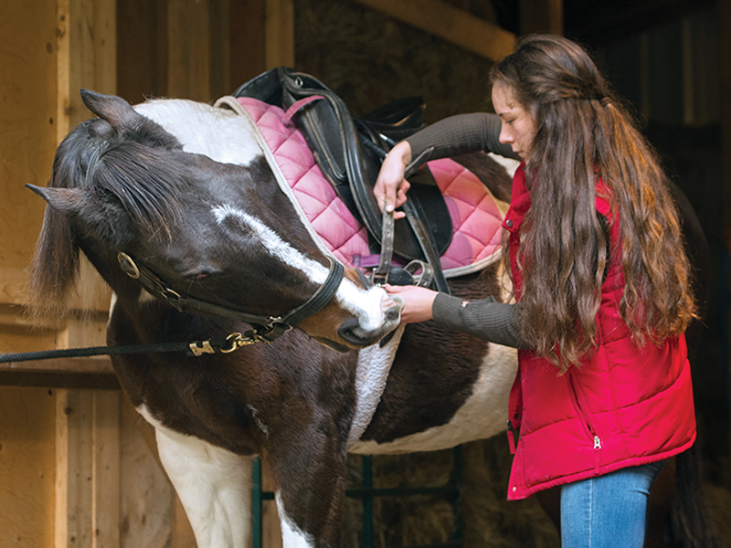 Alexa Linton, how to tell if your horse is ready to be ridden, signs your horse is ready to be ridden, how to prepare your horse to return to the riding ring, understanding equine preparatory groundwork, thoracic sling for horses, what age should I start my horse? understand the value of groundwork for your horse
