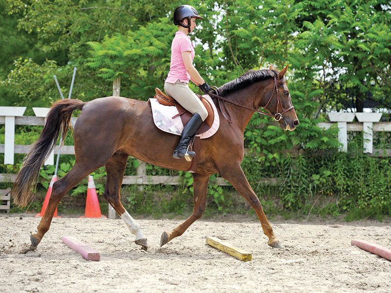 Lindsay Grice, Equestrian Canada coach and judge, poles horse, exercises with poles horse, horse obstacles, help horse straight, adjust horse's stride, suppleness horse, schooling exercises horses, pole exercises horses