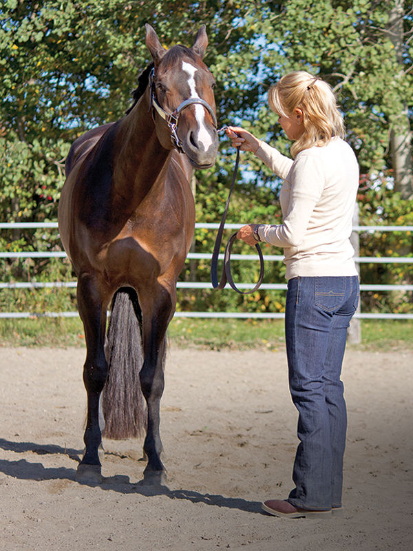 Horse showmanship skills, off-season horse training, best practices for working on horse showmanship skills, horse showmanship fundamentals, practical benefits of horse showmanship, horse showmanship training, how to read your horse's body language, Lindsay Grice