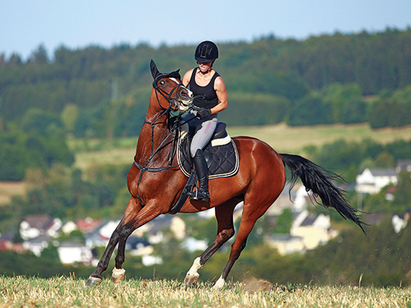 staying calm riding horses, anxiety horse riding, better relationship horse and rider, regulating nervous system Annika McGivern, breathing exercises for horse riders, equestrian psychology