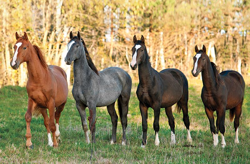 Alexa Linton, how to tell if your horse is ready to be ridden, signs your horse is ready to be ridden, how to prepare your horse to return to the riding ring, understanding equine preparatory groundwork, thoracic sling for horses, what age should I start my horse? understand the value of groundwork for your horse