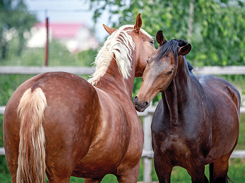 herd integration horses, integrating new horse to herd, equine integration herds, alexa linton, horse psychology, horses in isolation