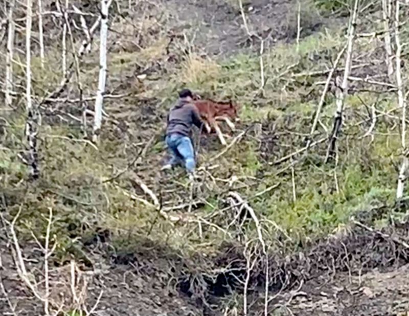 horse rescue, panther river horse rescue, stories about horses