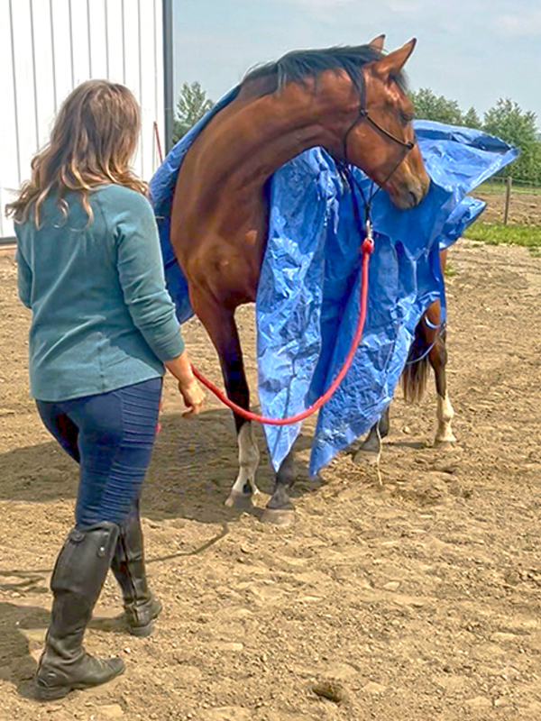 training young horses, starting a green horse, affordable horse ownership Canada, developing a sport horse, groundwork training horses, buying young horses Canada, horse training basics, equestrian on a budget