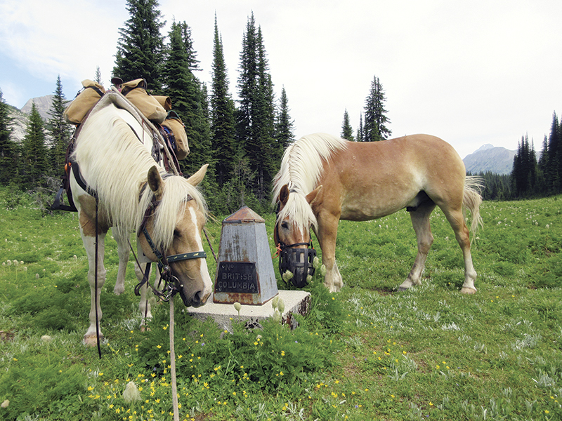 camping with horses canada, horseback riding canada, riding horses in banff national park, riding horses rocky mountains, horseback riding western canada, mount assiniboine provincial park, tania millen