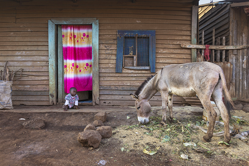 brooke usa, ejiao donkey skin trade, amazon ejiao, health products ejiao, donate to help donkeys worldwide, donkeys third world countries