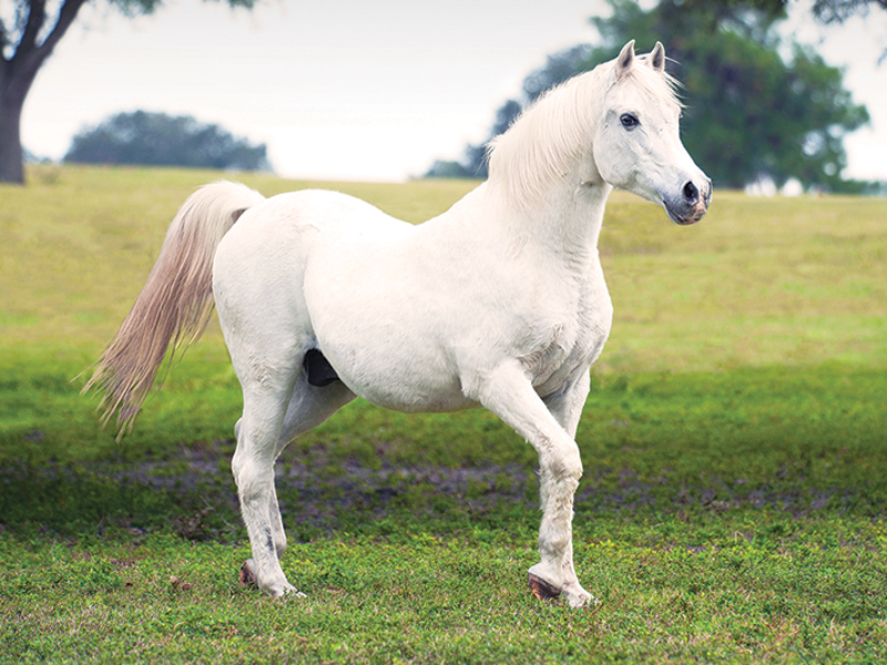 Dental health older horse, joint pain older horse, nutrition senior horse, gut health aging horse, ppid horses, cushing's disease horses, horse laminitis, ems equine metabolic syndrome, eye health old horse, exercising senior horse, signs horse is getting old