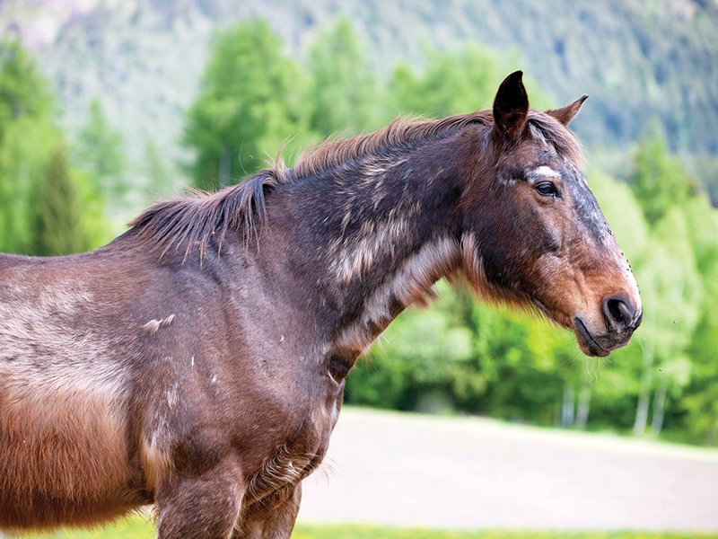 senior horse with ppid, older horse with cushing's disease, Dental health older horse, joint pain older horse, nutrition senior horse, gut health aging horse, ppid horses, cushing's disease horses, horse laminitis, ems equine metabolic syndrome, eye health old horse, exercising senior horse, signs horse is getting old