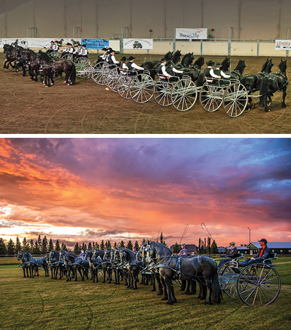 alberta quadrille, horses with jobs, working horses, school horses, therapy horses, search and rescue horses, quadrille horses, movie horses, horse temperament, equine careers