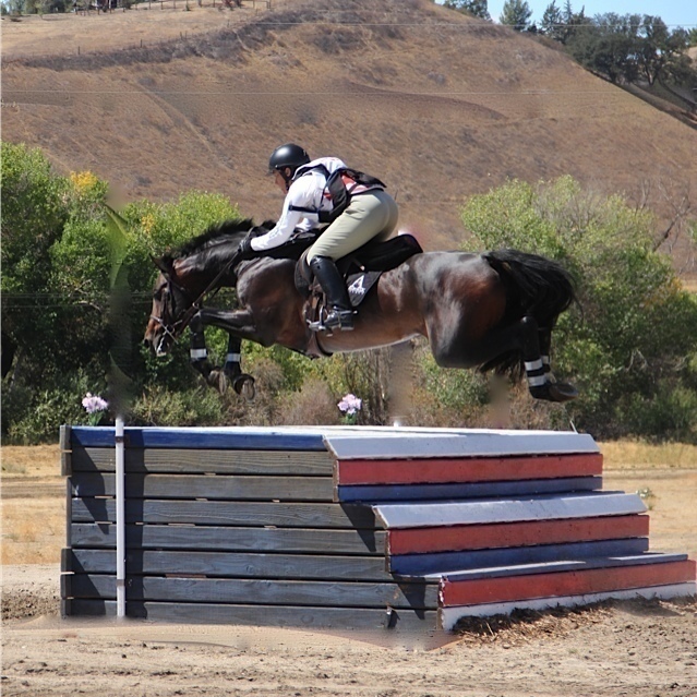 CWHBA 2021 Stallion Service Auction, Canadian Warmblood Horse Breedres Association, foal futurity cwhba 