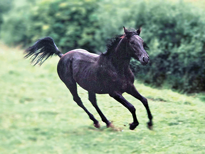 equine mental health, depression in horses, horse behaviour, horse welfare, equine welfare, horse psychology, equine psychology, horse stress, horse management, turnout, pasture, herd behaviour, Warmblood, horse training, emotional well-being, Canadian horse industry, horse care, equine behaviour, horse socialization, horse enrichment, welfare science, Abby Stilwell