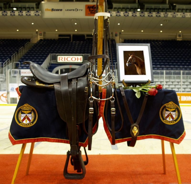 brigadier horse, toronto mounted police horses, canada's police horses, royal canadian mounted police, rcmp mounted unit