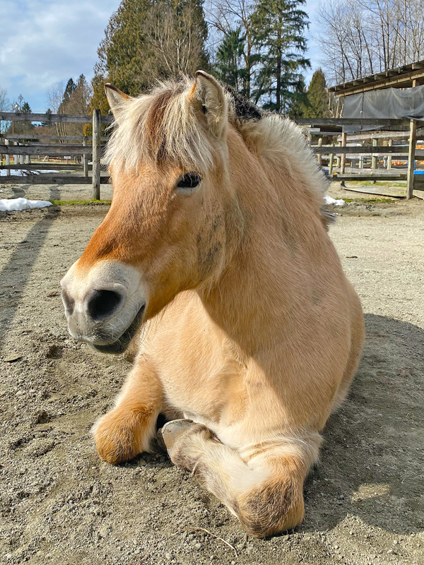 NFTRA therapy horses, North Fraser Therapeutic Riding Association, horse community heroes