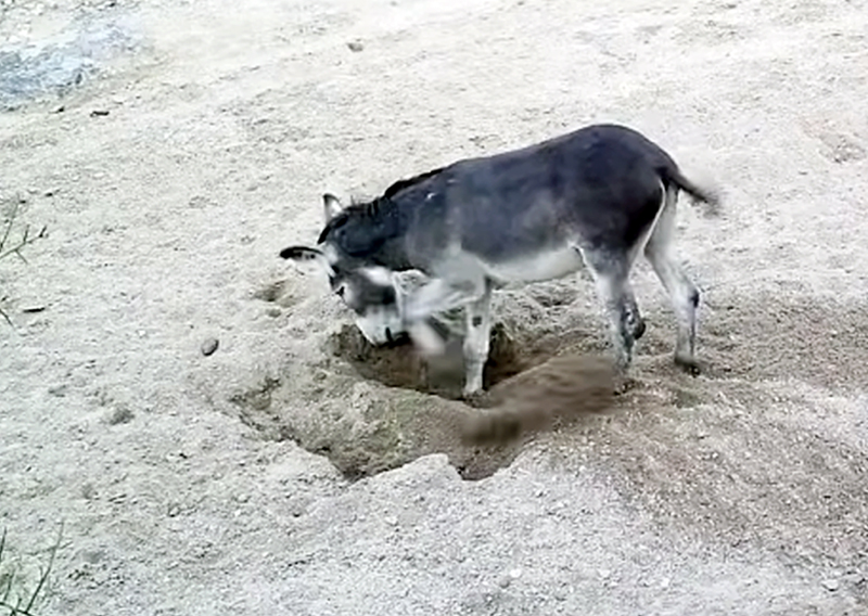 horses dig wells, donkeys well digging, equine science update, horses environmental