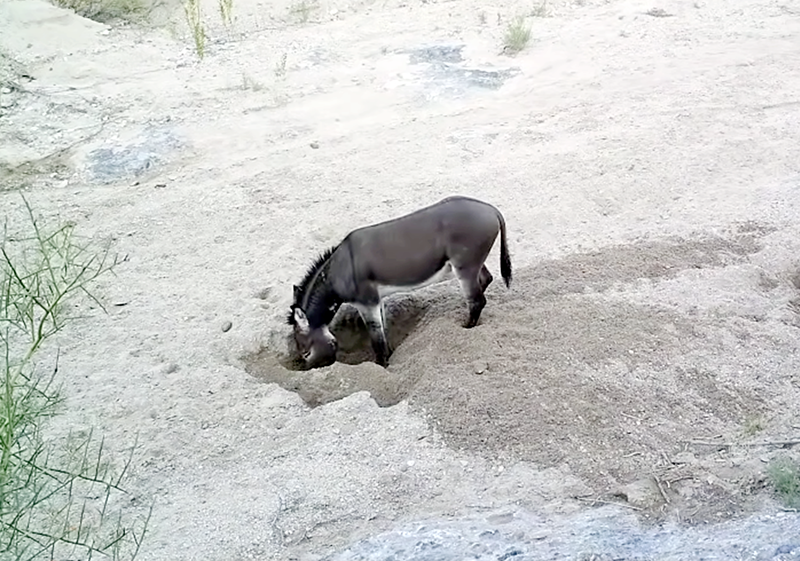 horses dig wells, donkeys well digging, equine science update, horses environmental