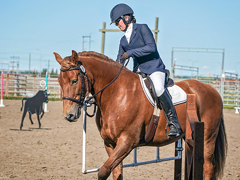 canadian horse breed, canada's national breed, chhaps, canadian horse heritage & preservation society, canada's national horse, canadian horse working equitation