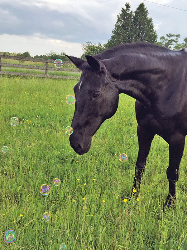 horses with jobs, working horses, school horses, therapy horses, search and rescue horses, quadrille horses, movie horses, horse temperament, equine careers