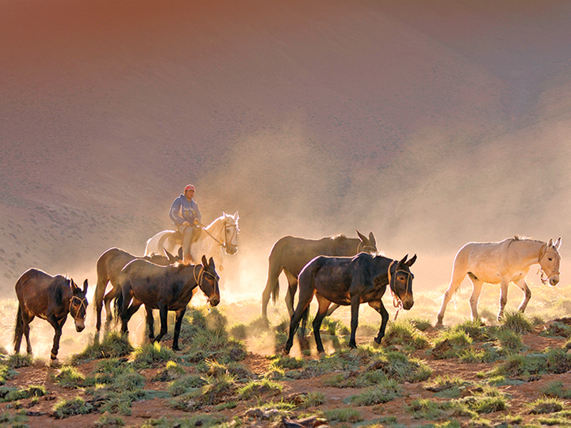 equine photography, horse photography tips, photographing horses, rule of thirds photography, equine composition techniques, horse photo focus modes, AF-C tracking horses, photographing moving horses, Canadian equestrian photography, Shawn Hamilton photography, Clix Photography, horse photography composition, capturing horses in motion, equine photo tips Canada, horse rider photography