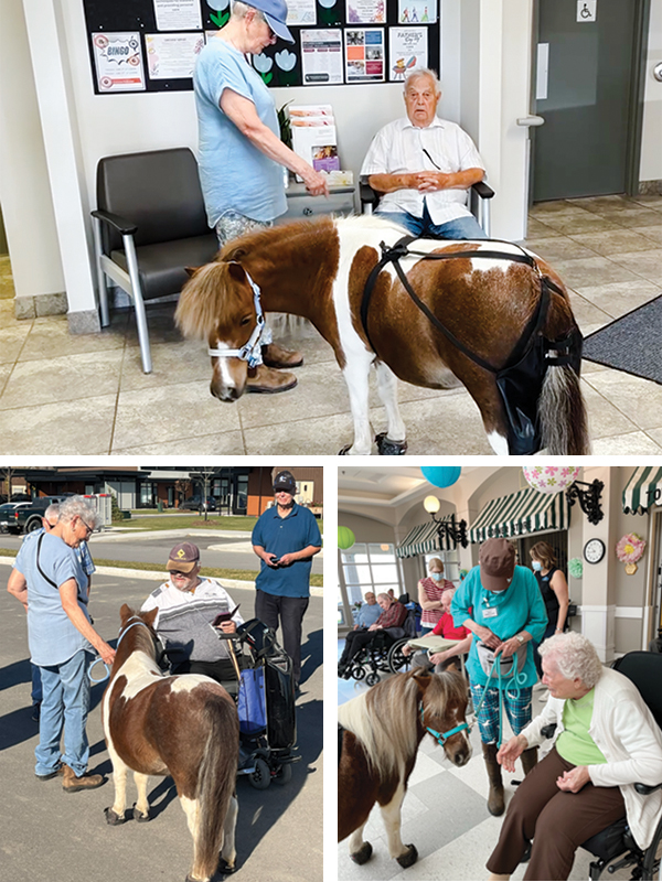 miniature therapy horses dana johnston, horses with jobs, working horses, school horses, therapy horses, search and rescue horses, quadrille horses, movie horses, horse temperament, equine careers